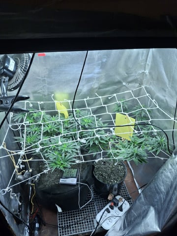 1st Grow - ROYAL MOBY (indoor)(photop.) — flower, day 95
