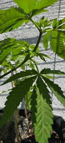 Mystery Weed Plant — vegetative, day 66