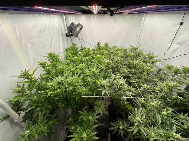 Permanent Marker, Gary Payton — flower, day 28