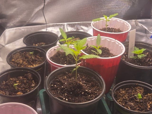 First grow  — seedling_rooting, day 5