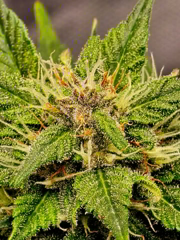 Fast Buds - Purp Lemonade — flower, day 46