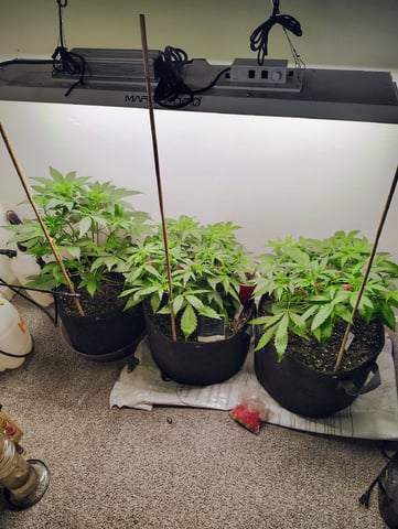 Beans For Days run — vegetative, day 34