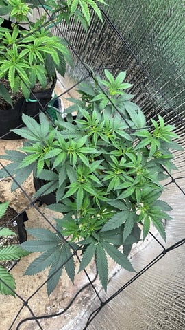 trying some bag seeds — vegetative, day 26