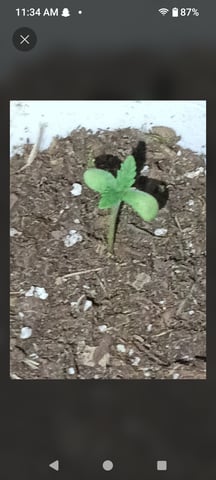 First Twins — grow_setup, day 2