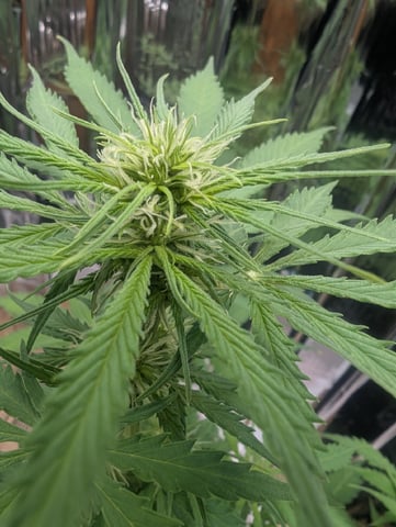 Zkittlez (Auto) — flower, day 53