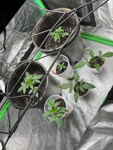 exotic genetix cereal milk