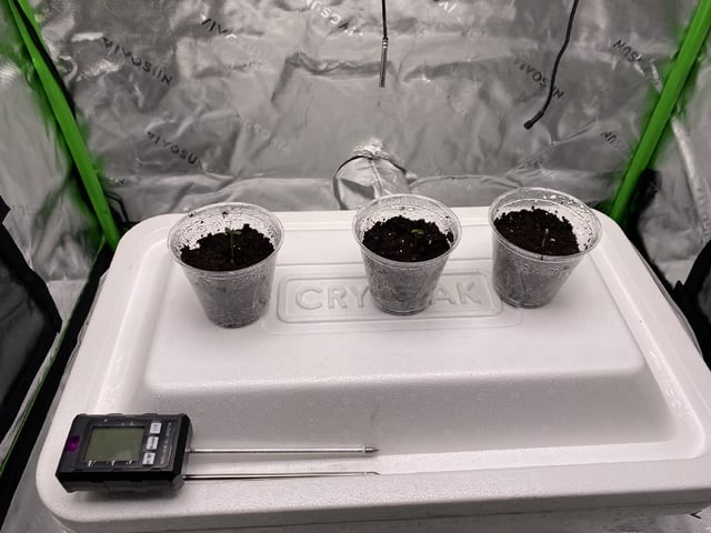 Ice Cream Cake  — germination, day 3