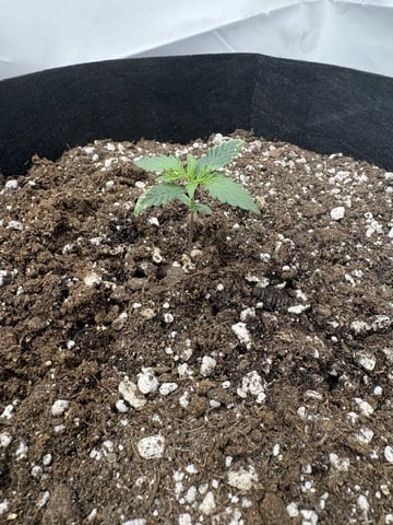 My First Grow — vegetative, day 9