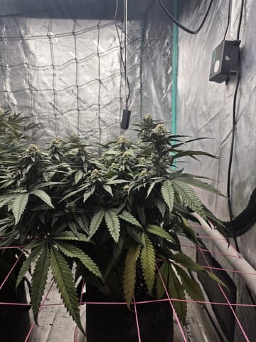 Granny Candy and PLCG — flower, day 112