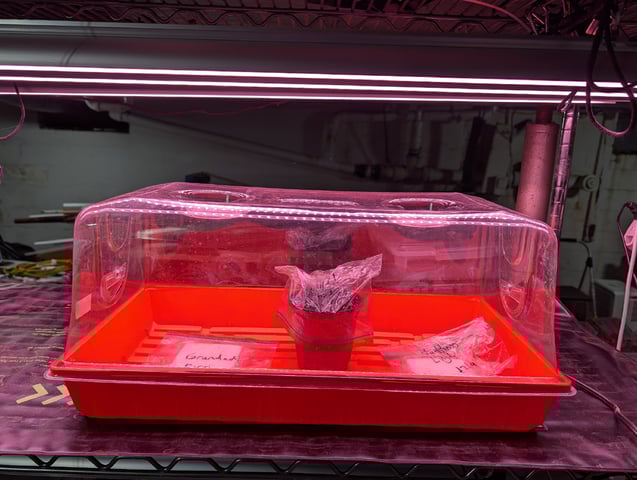 first grow - autoflower — germination, day 9