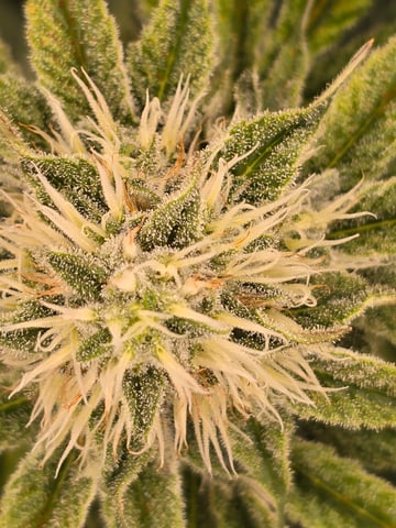 Northern lights #10 (Alaska) — flower, day 69