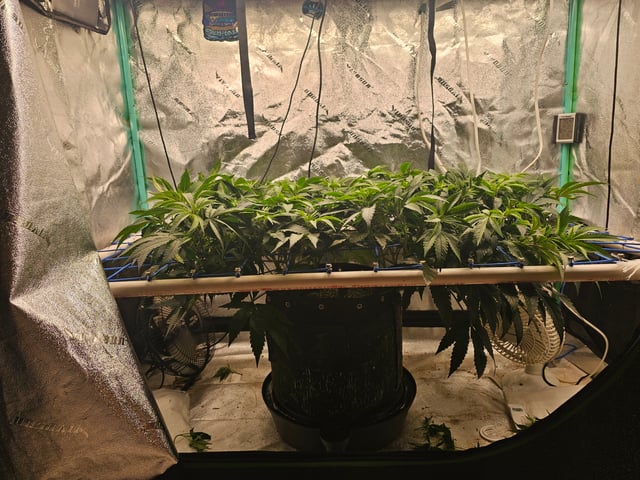 scrog from cut.  — flower, day 15