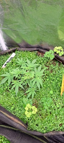 First Grow with the new setup  — vegetative, day 28