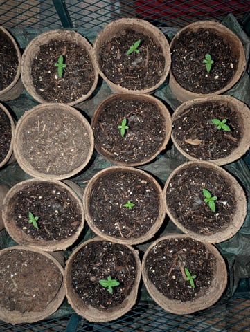 KEDA KUSHI — seedling_rooting, day 1