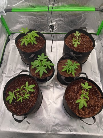 1st tent grow — vegetative, day 22