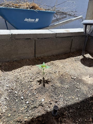 Fast Buds Auto  — vegetative, day 21