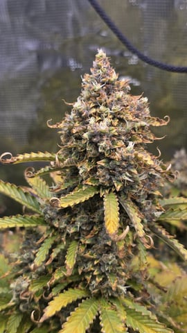 Sapphyre & Rockslide — harvest, day 106