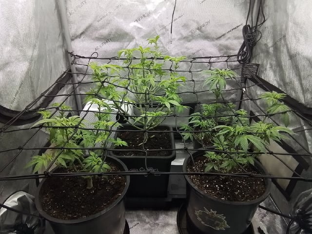 grow 1 — flower, day 69