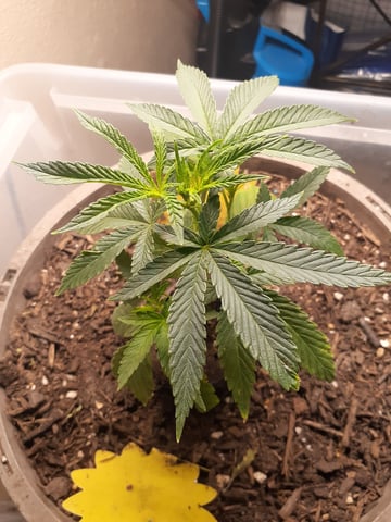 Sub Zero#12 Photoperiod Grow — vegetative, day 78