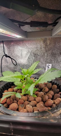 My First Grow — vegetative, day 27