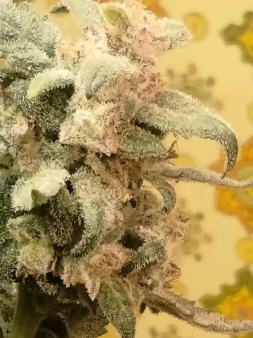 autos — seedling_rooting, day 5