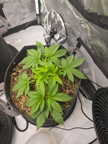 Purple Haze  — vegetative, day 18