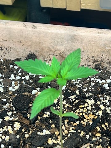 White Widow Twins — seedling_rooting, day 17