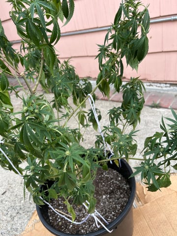 unknown hybrid possibility  — flower, day 16