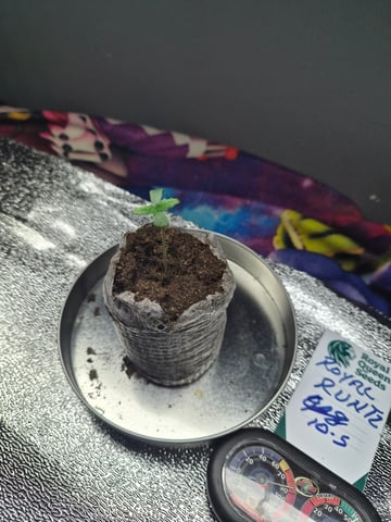 I'll get it right — seedling_rooting, day 7