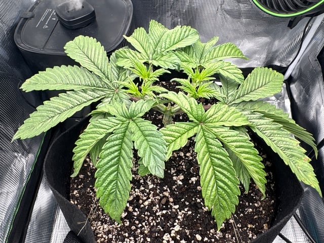 Blackberry Kush — vegetative, day 20