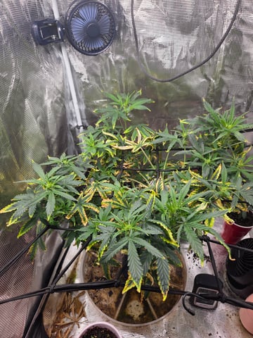 Experiment Time — flower, day 45