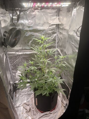 black gorilla feminized  — flower, day 15