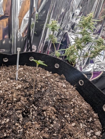 Zkittlez (Auto) — seedling_rooting, day 7