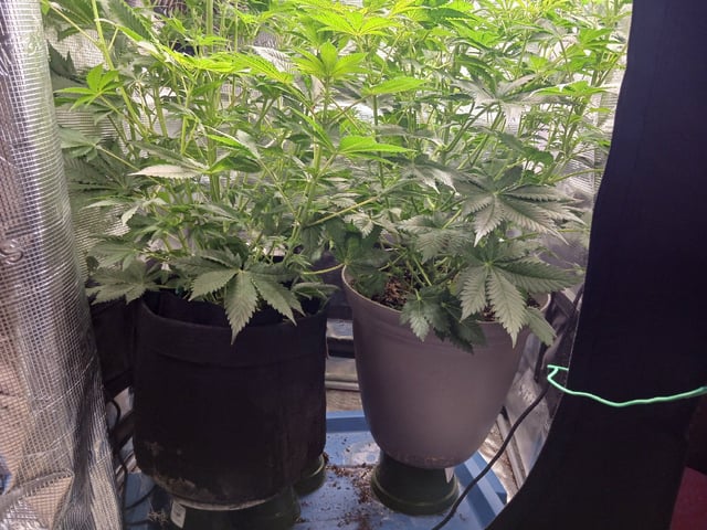 9lbhammer feminized  — flower, day 44