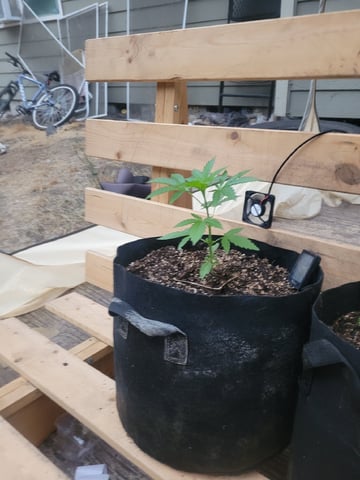 Clones And Hermie Seeds — vegetative, day 32