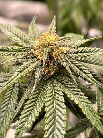 blueberry cupcake  — flower, day 92