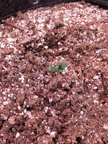 Fastbudz Ztrawberriez