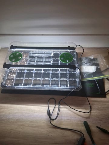 Free Seeds — germination, day 3