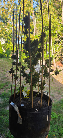 Here We Grow... — flower, day 115