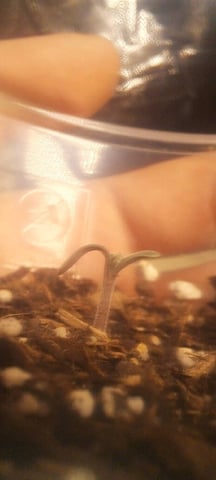 First Grow with the new setup  — auto, day 56