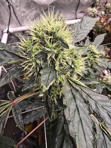 Glookies by Barneys Farm