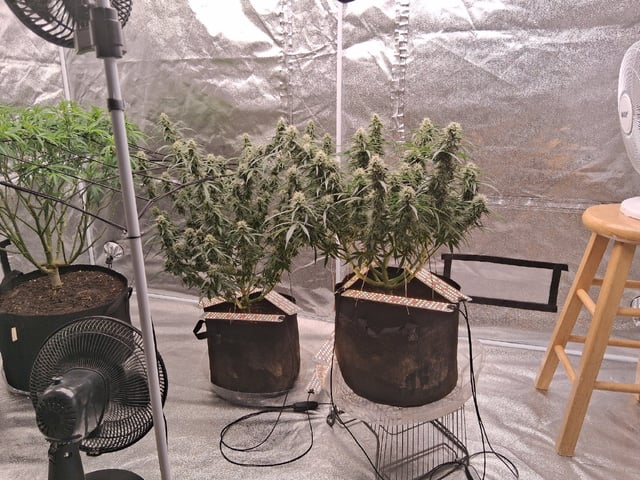 Seedman mix auto & seedman mix auto & GodFather OG — flower, day 85