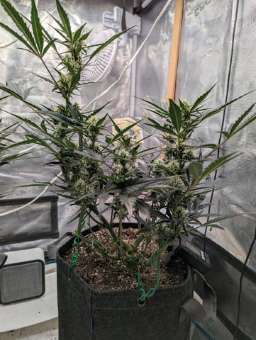 Fastbudz Ztrawberriez — flower, day 44