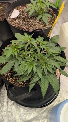 Mixed Grow — grow_setup, day 31
