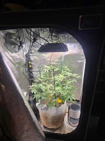 Looking for advice! — flower, day 72