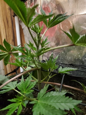 Banana Purple Punch & Rainbow Showers — vegetative, day 43