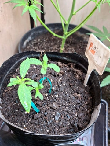 Ak-47 (Fast Verison) and pine Auto  — seedling_rooting, day 15
