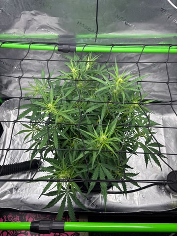 Fall 2025 Grow — flower, day 37