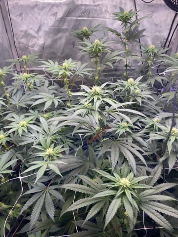 E Grow  — flower, day 14