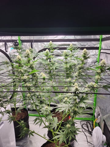 Blue — flower, day 4